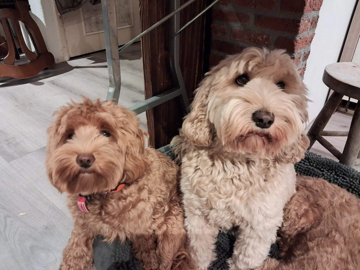 Coco samen met Fee