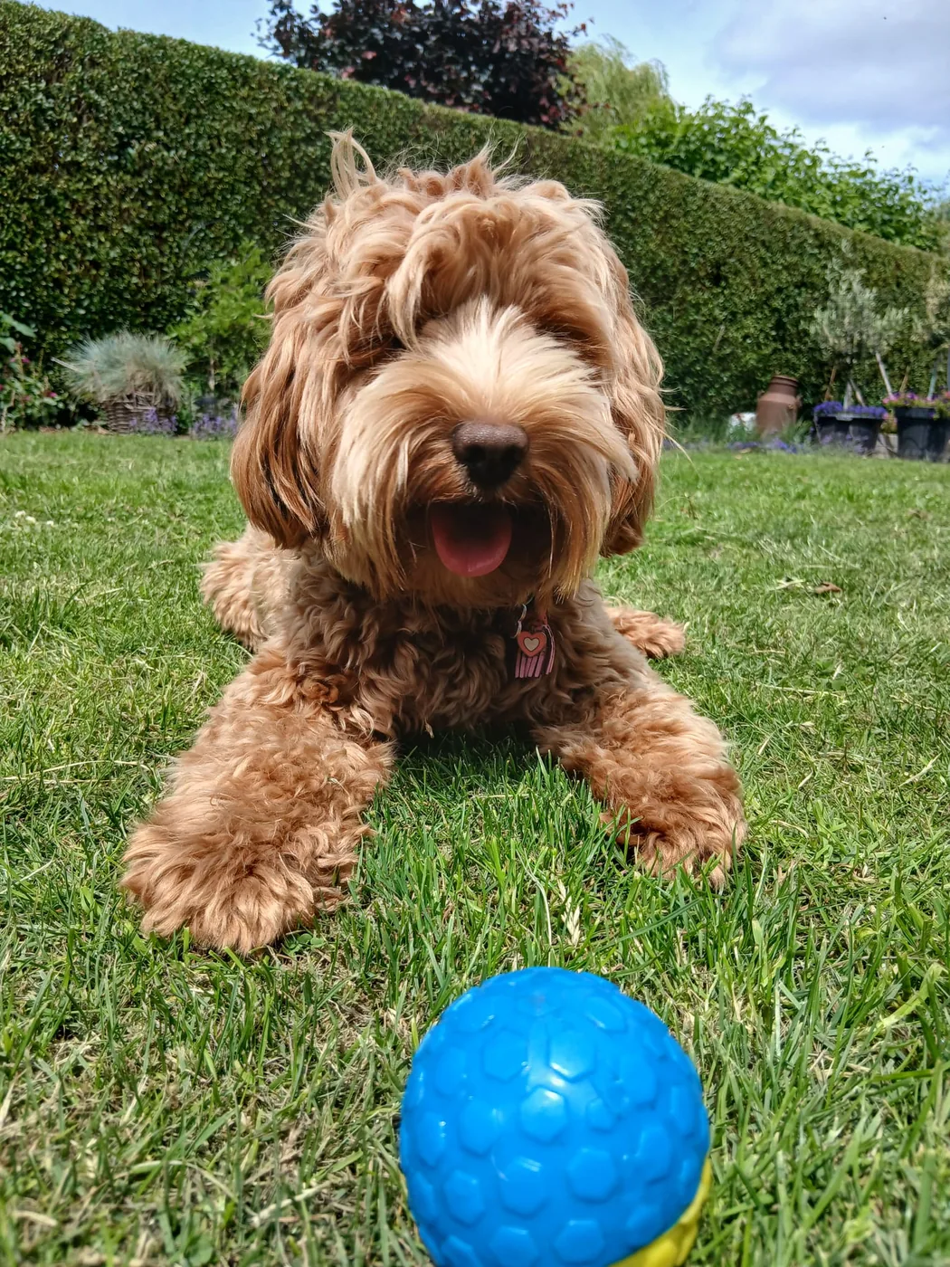 Een Australian Labradoodle vrolijk buiten aan het spelen
