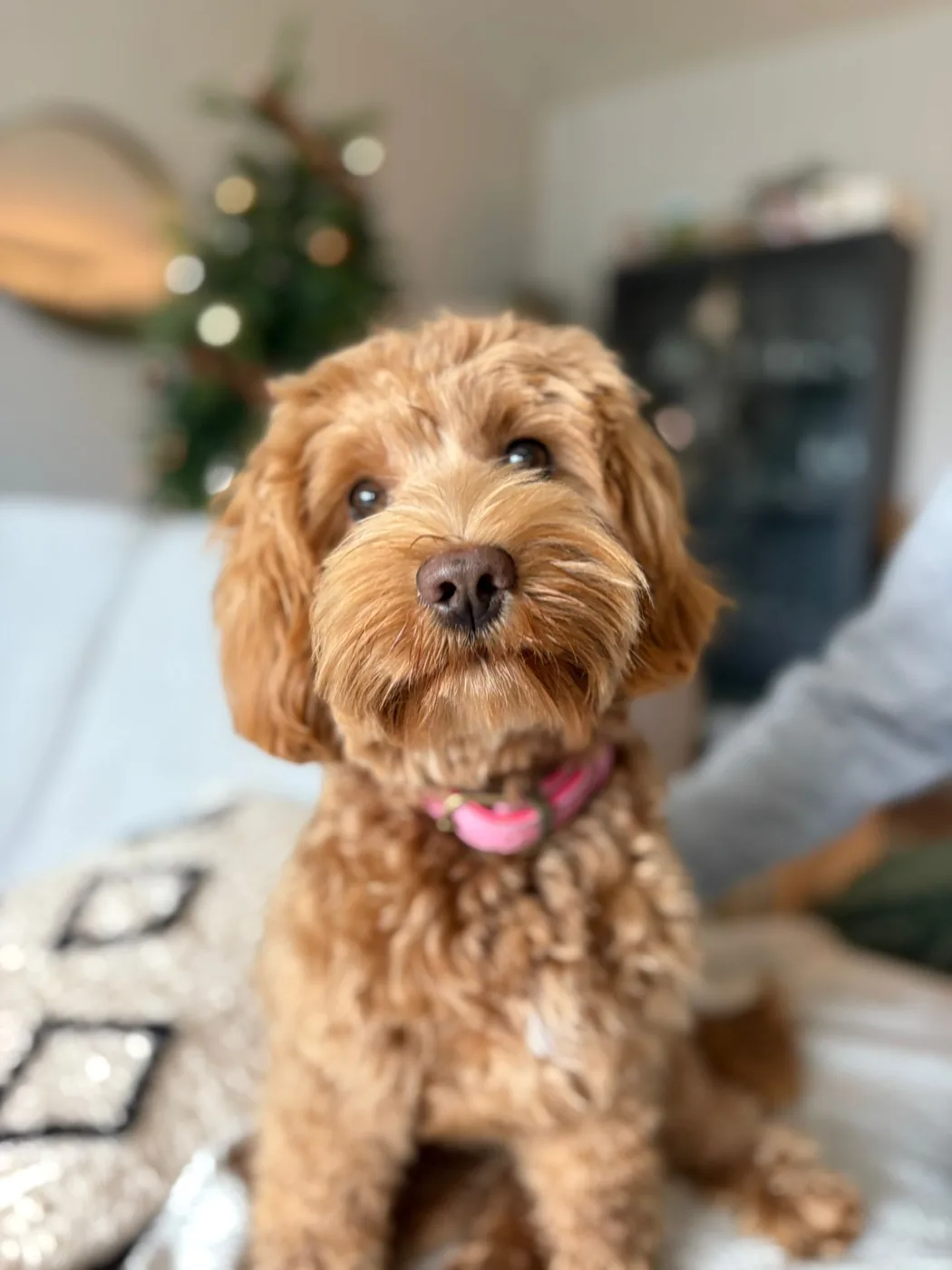 Coco