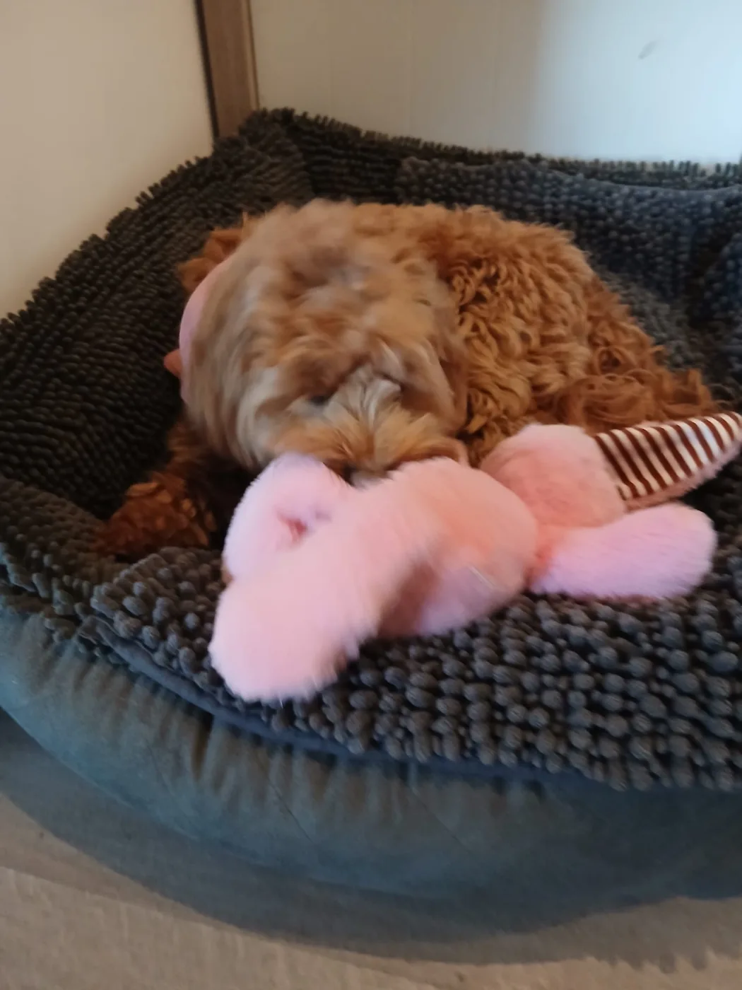 Coco lekker spontaan in huis