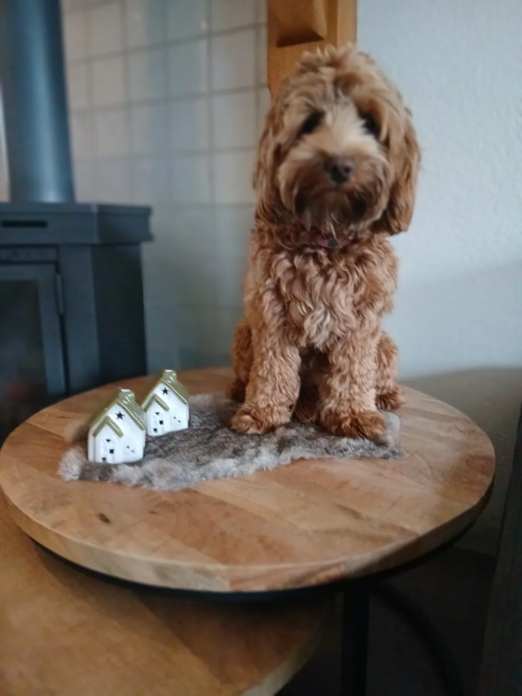 Coco's kleine, mini formaat is goed zichtbaar