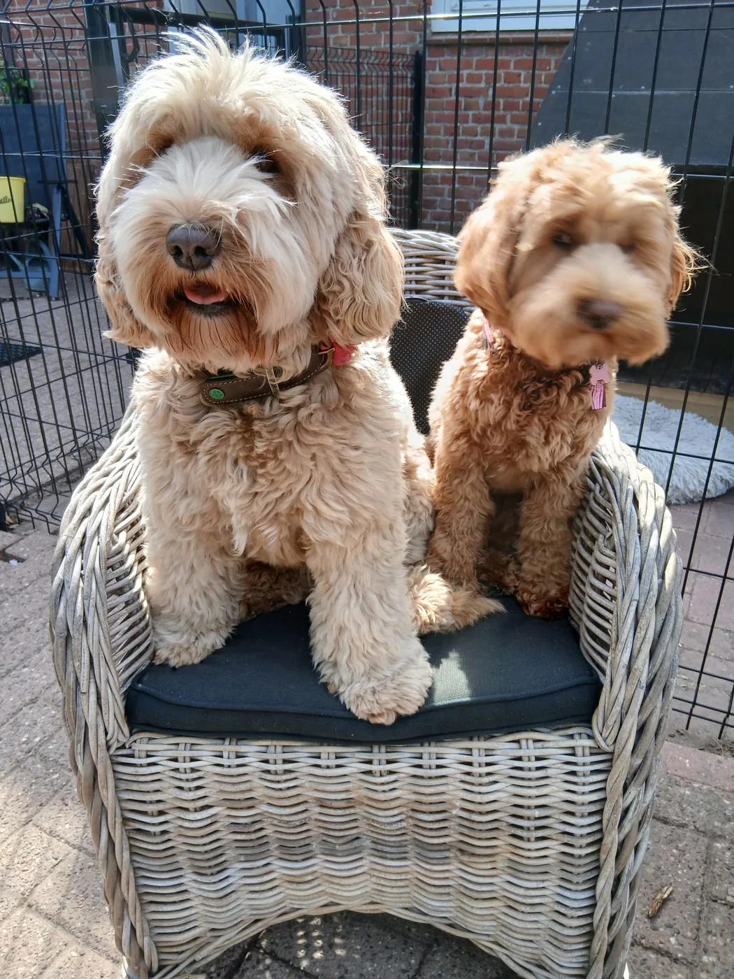 Fee, onze moederhond, samen met Coco