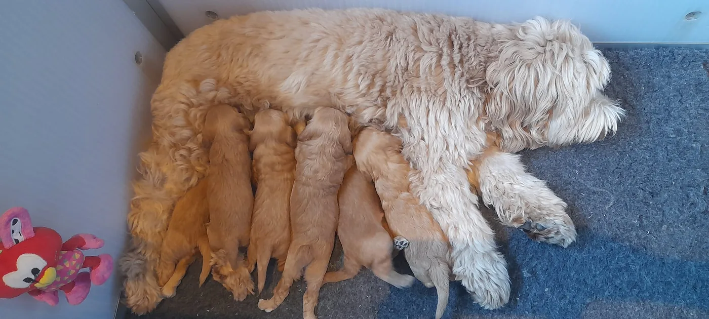 Fee met haar nestje van zes pups