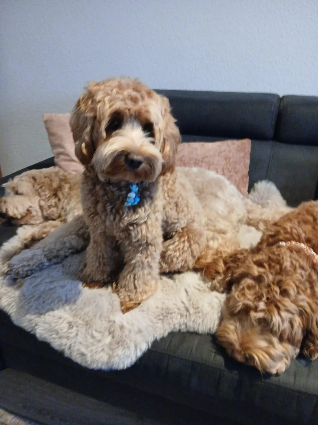 Fee, Coco en Tess samen