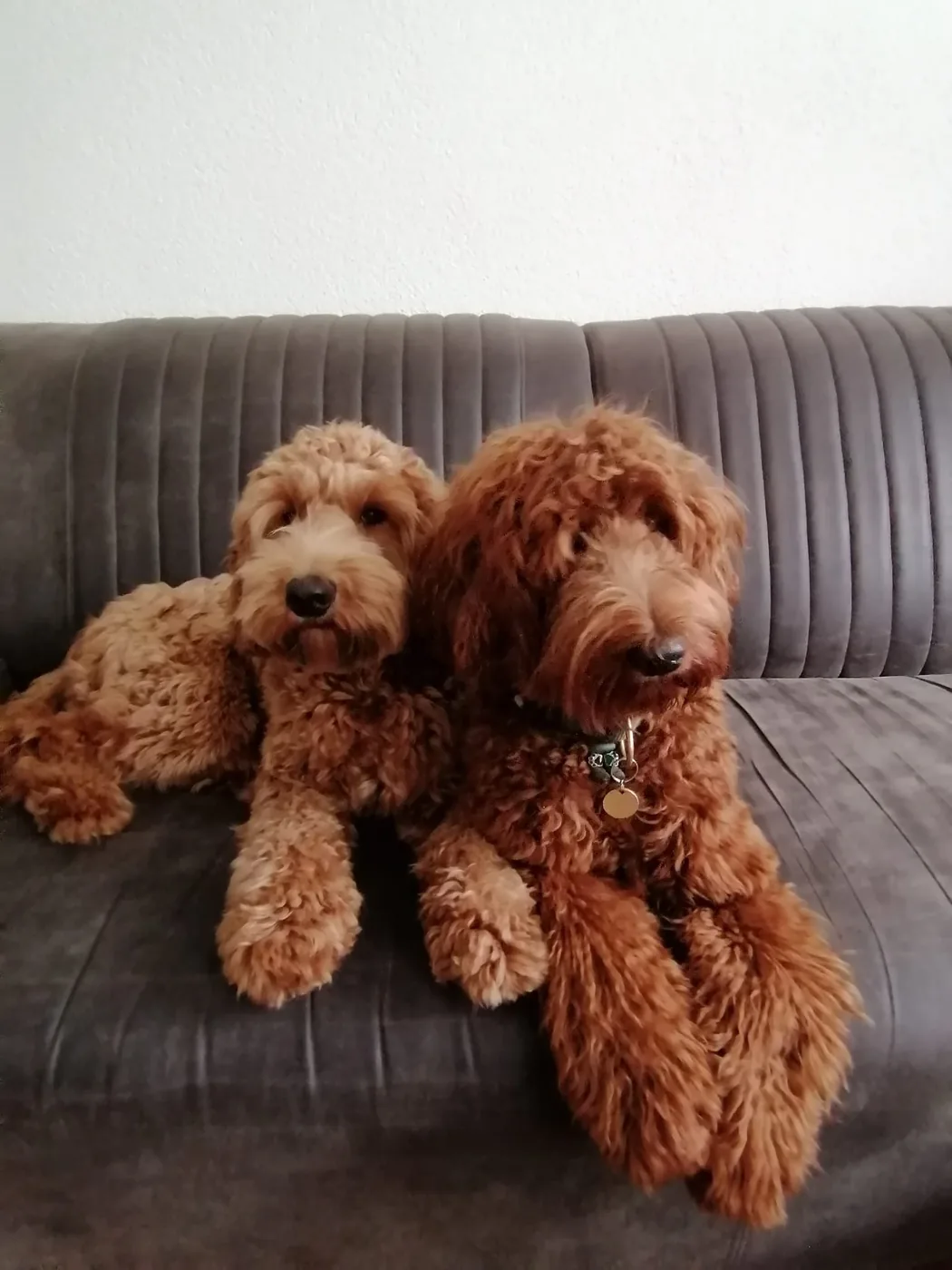 Onze honden gezellig samen op de bank