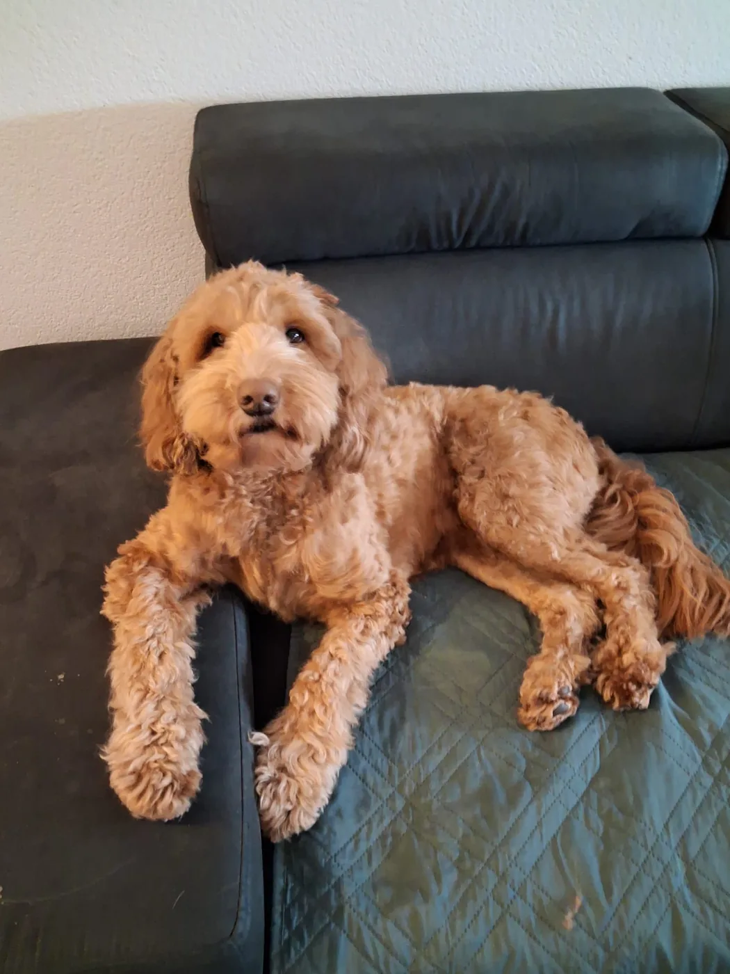 Een Labradoodle rustig thuis