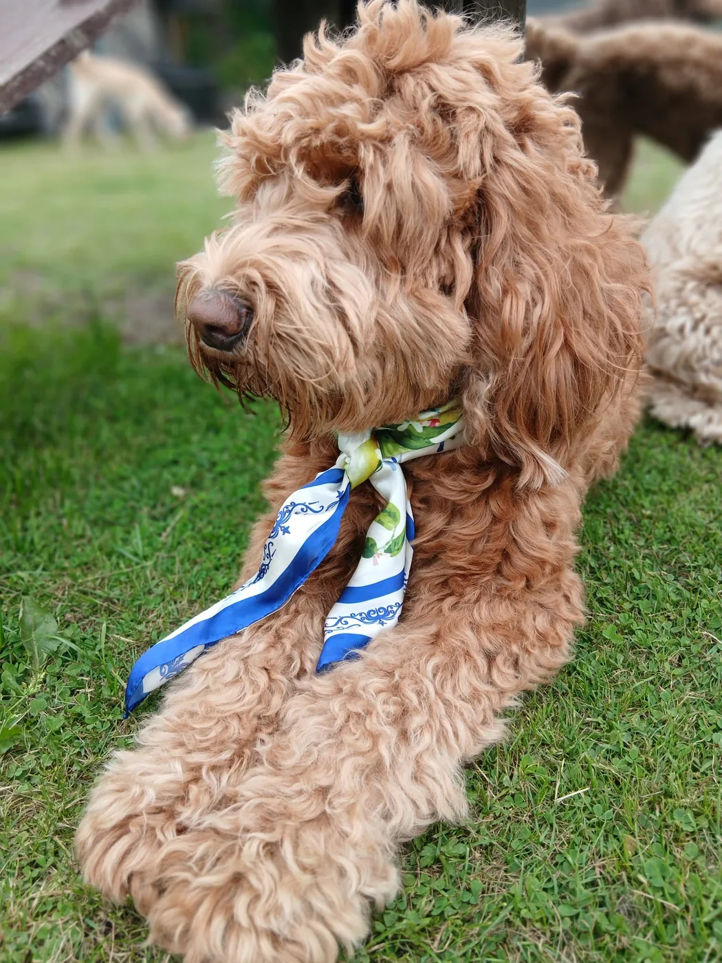 Tess, onze roedelleider, buiten