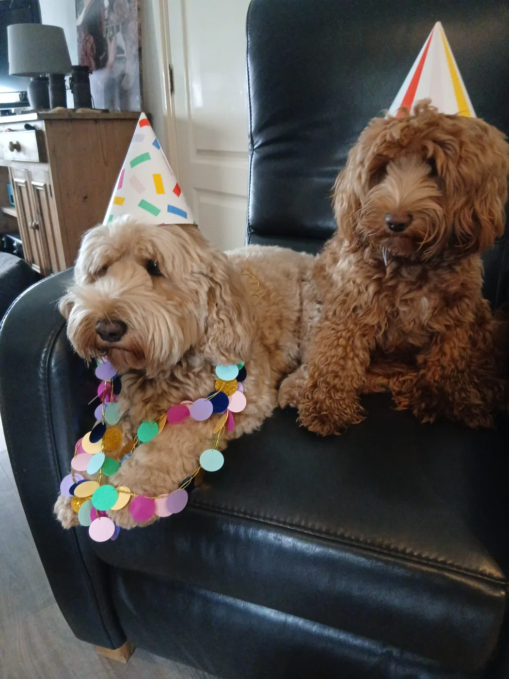Het vrolijke karakter van onze honden